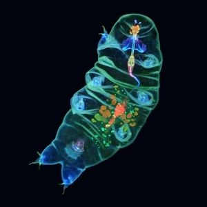 Cette image fluorescente montre l&#039;intérieur d&#039;un tardigrade avec des détails colorés.