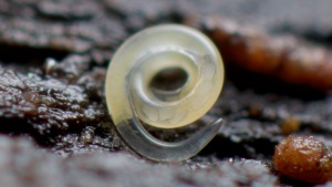 Der Nematode (Fadenwurm)