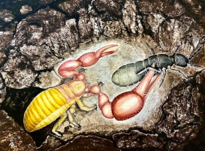 Pseudoscorpione chasse un collembole
