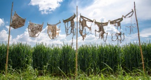 Corde à linge avec des slips différemment dégradés