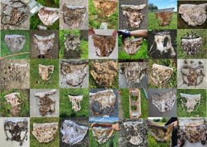 Collage zerfressener Unterhosen