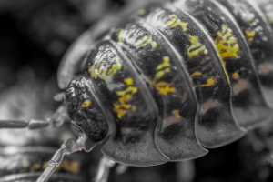 Oniscus asellus