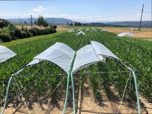 Champ d&#039;essai Agroscope avec des toits comme simulation de sécheresse